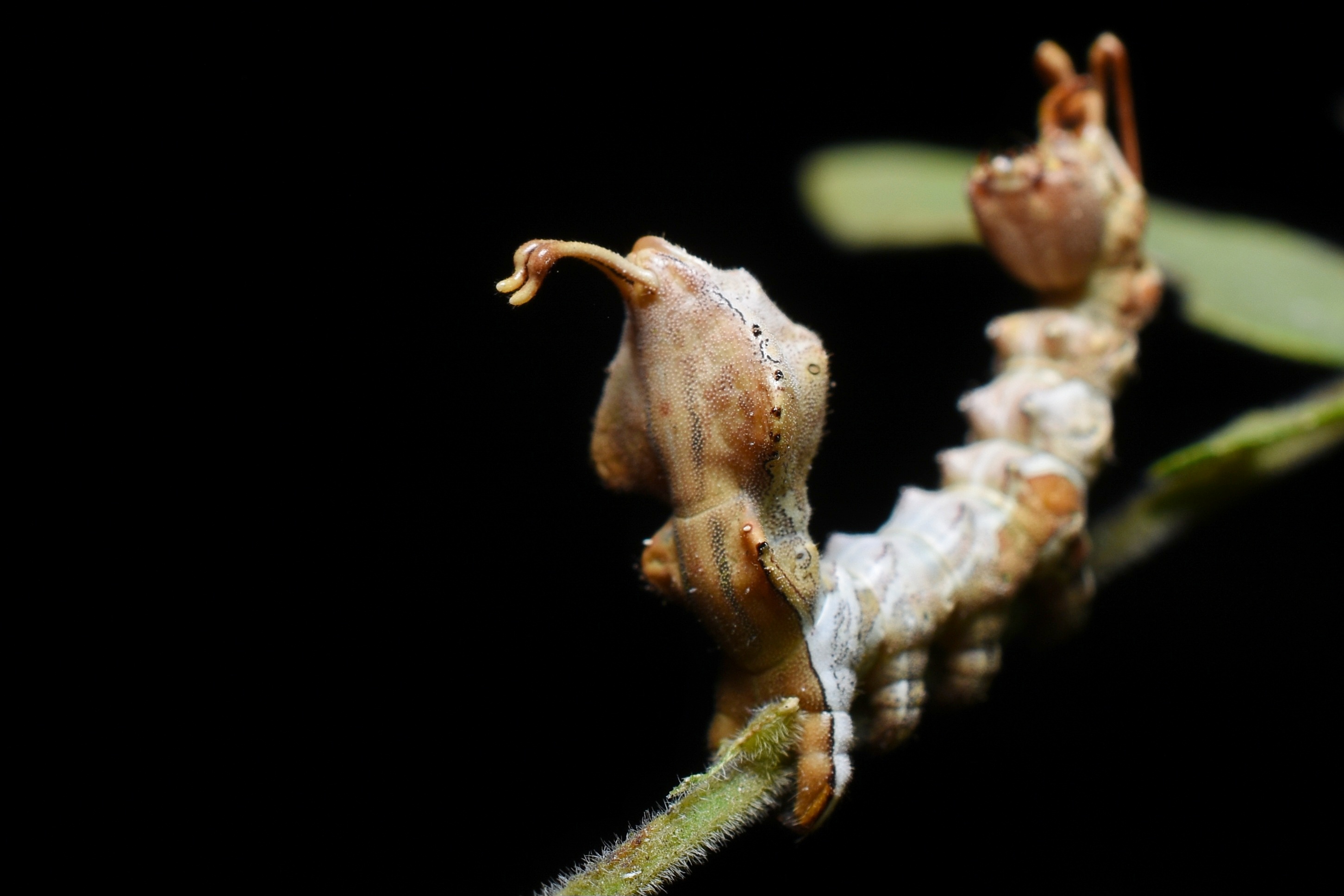 When a caterpillar turns into a spider - a night trail story