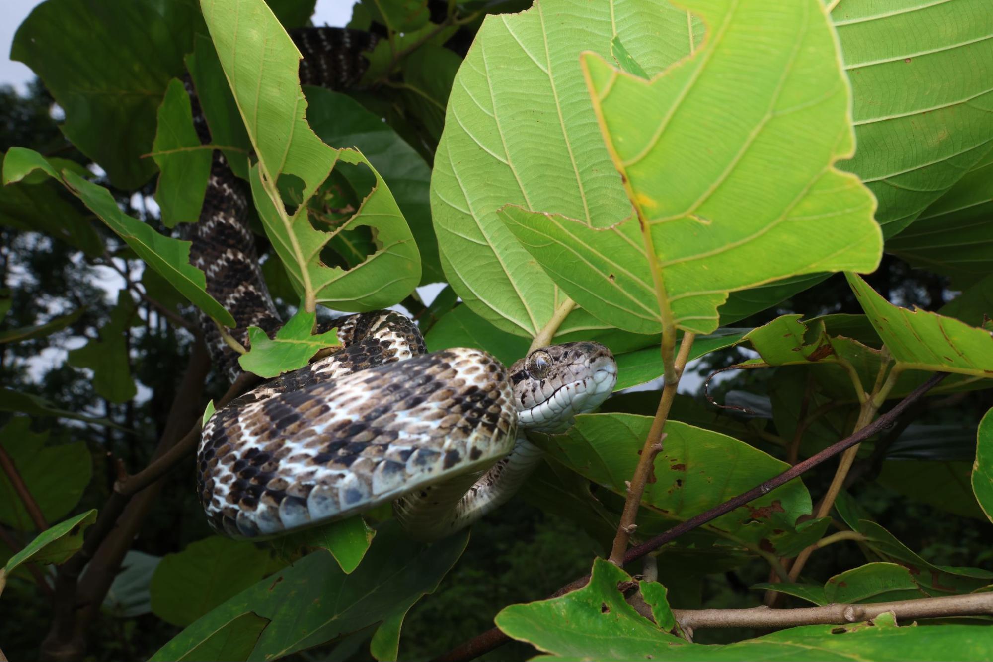 Forsten's Cat Snake
