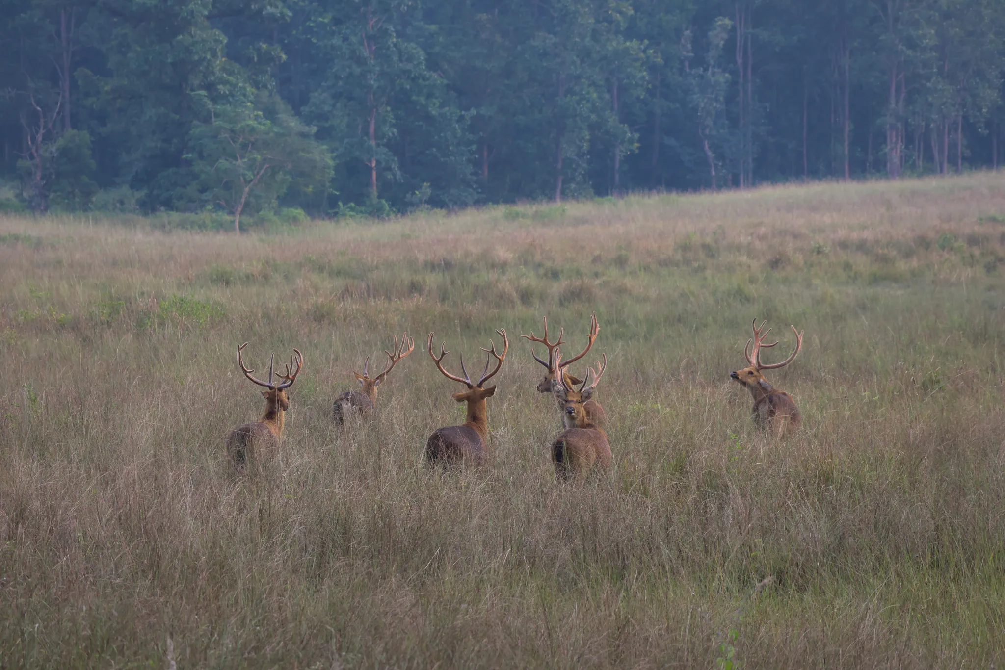 Bachelor herd of Barasingha in meadow getting ready for the rutting season. You can also see the second male from left in this image with a single antler