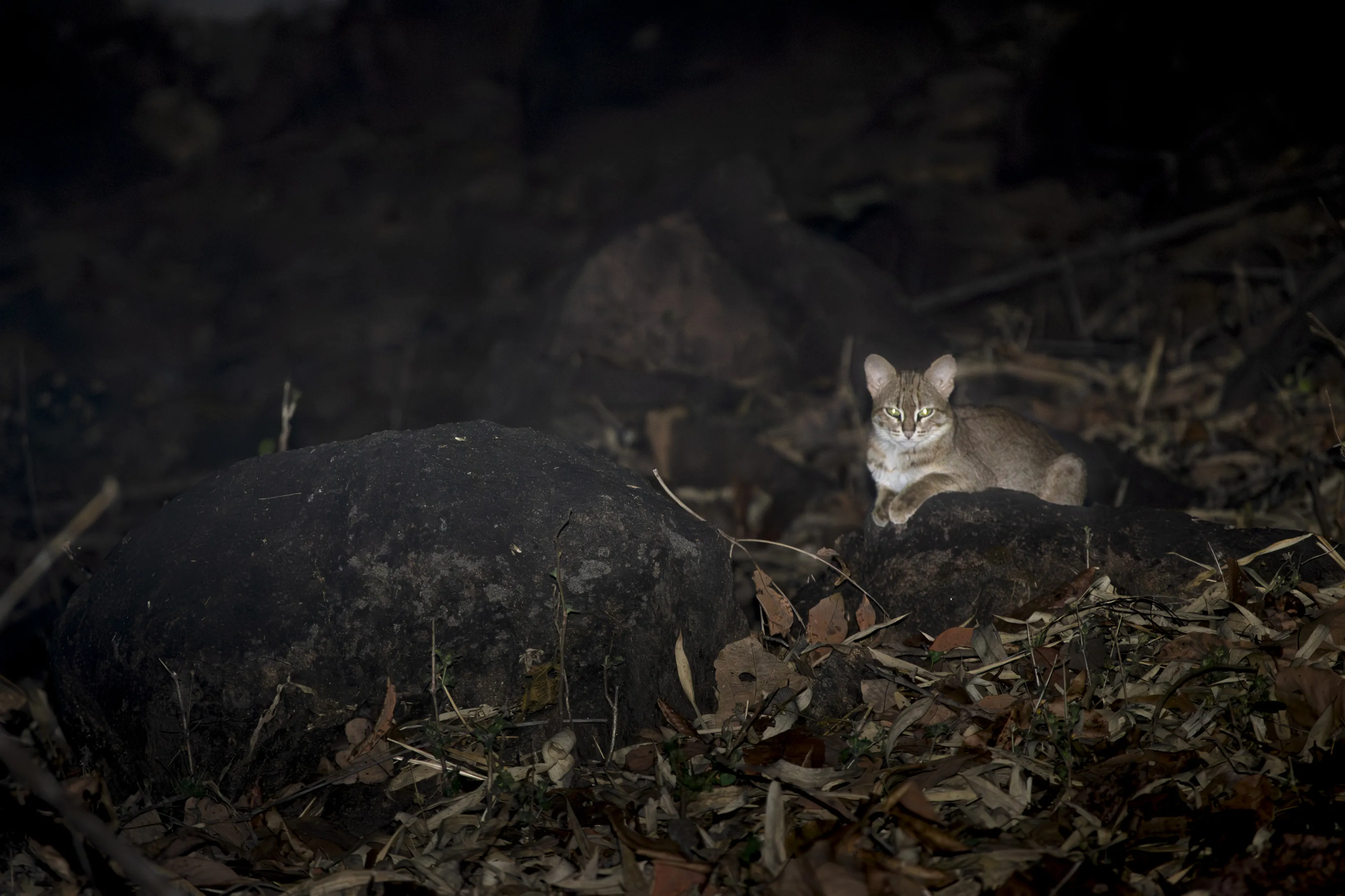 Rusty spotted cat