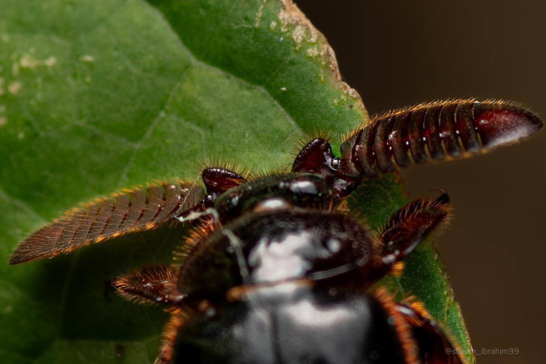 Ant-nest beetle feathery paddle-like antennae