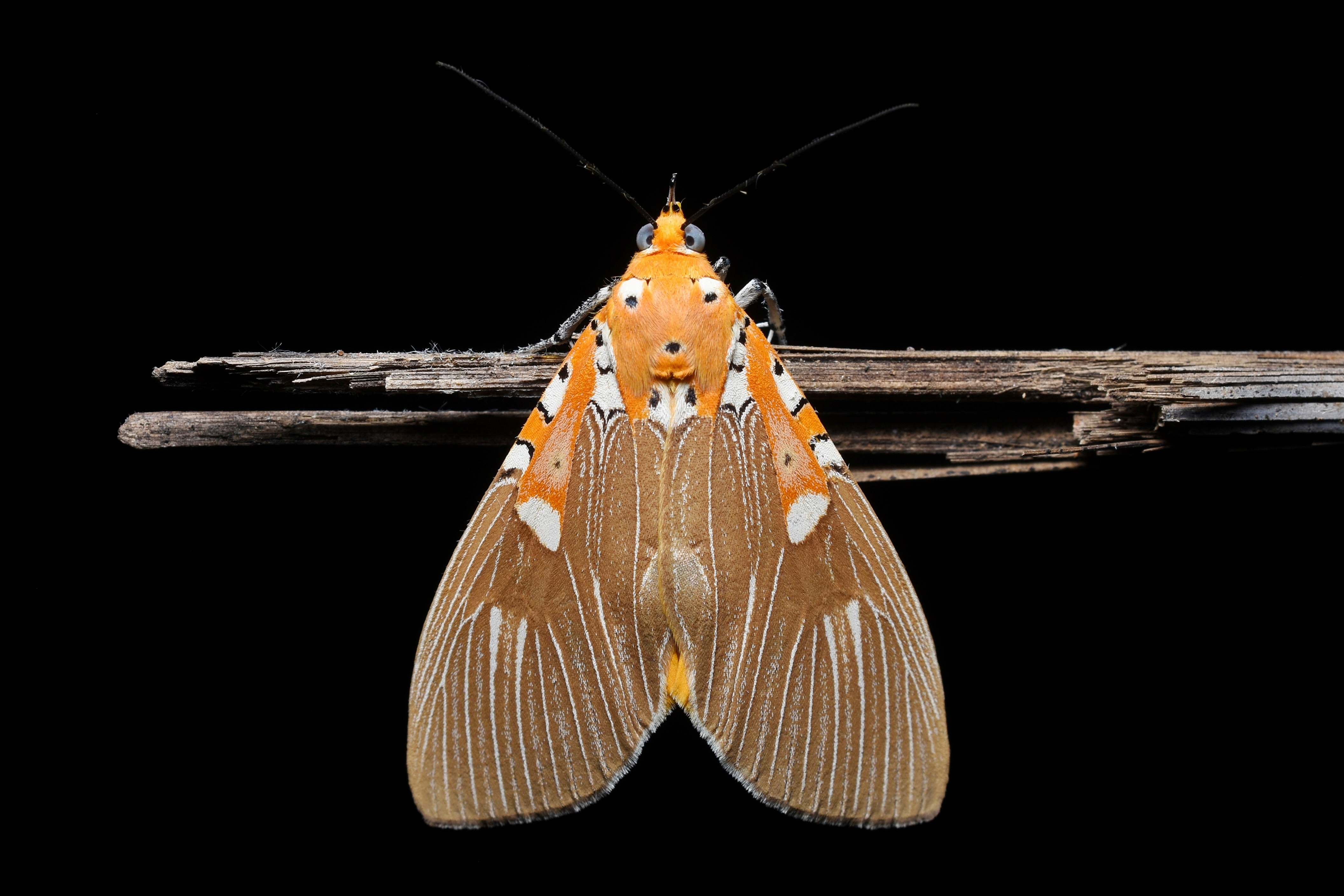 Asota ficus