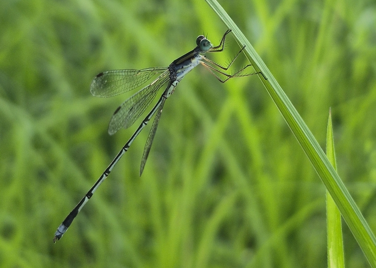 Blue Spreadwing Damselfly