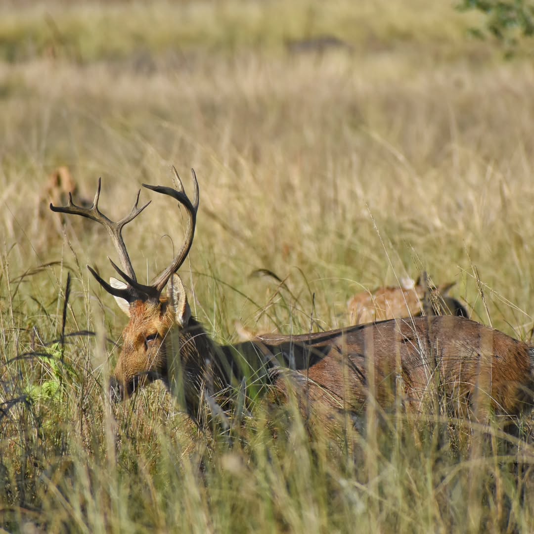 Barasingha feeding