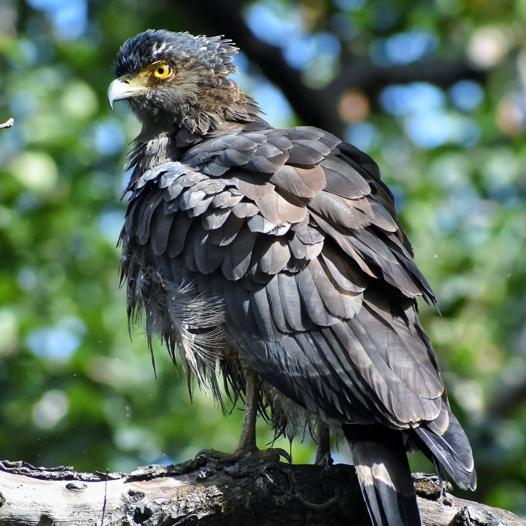 Crested serpent eagle