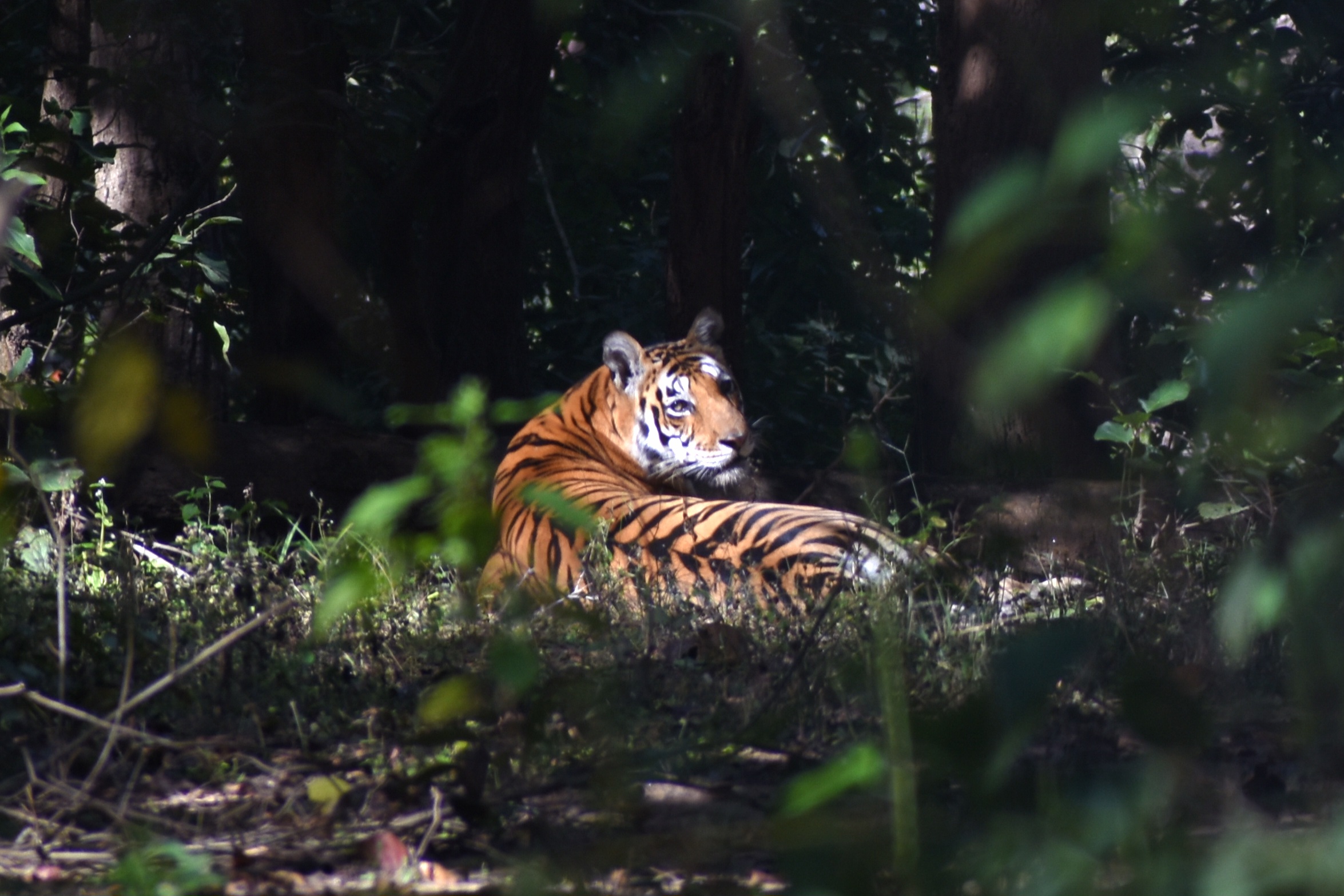Bengal tiger in Mukki