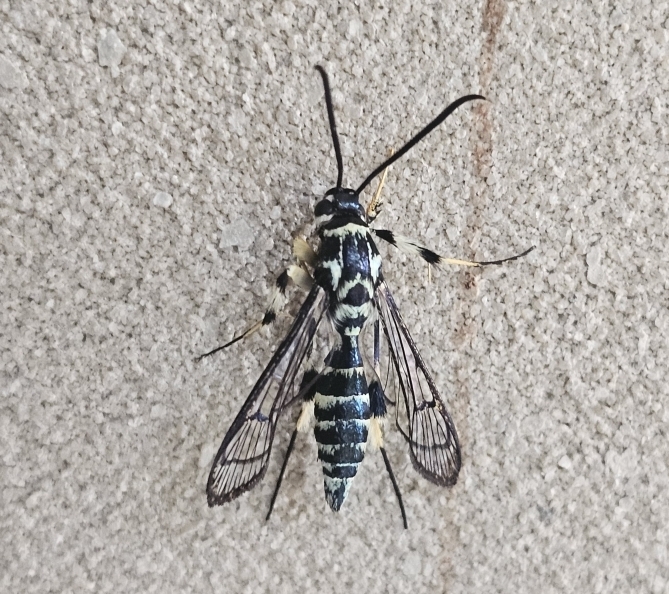 Genus Sphecosesia By Sujith NS