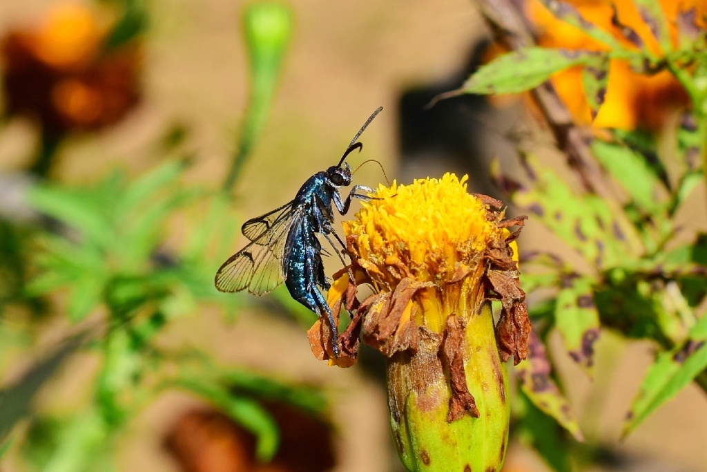 Genus Sphecosesia - Nectaring on Mariegold Flower