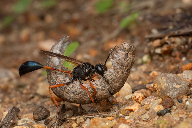 Thread-Waisted Sand Wasp