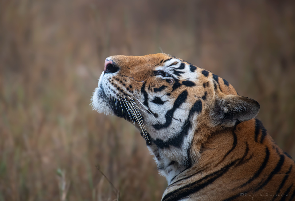 Breaking the Tiger Jinx