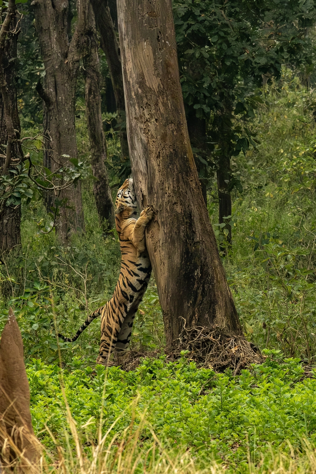 Tiger scratching tree
