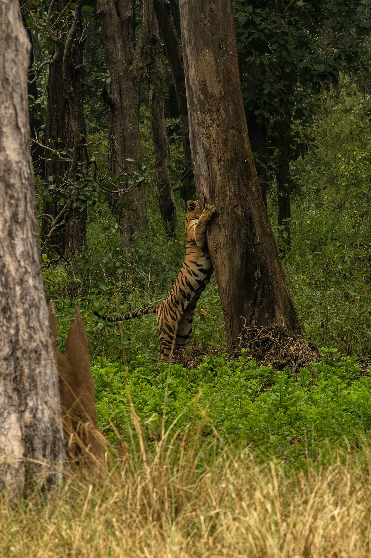 Tiger scratching tree