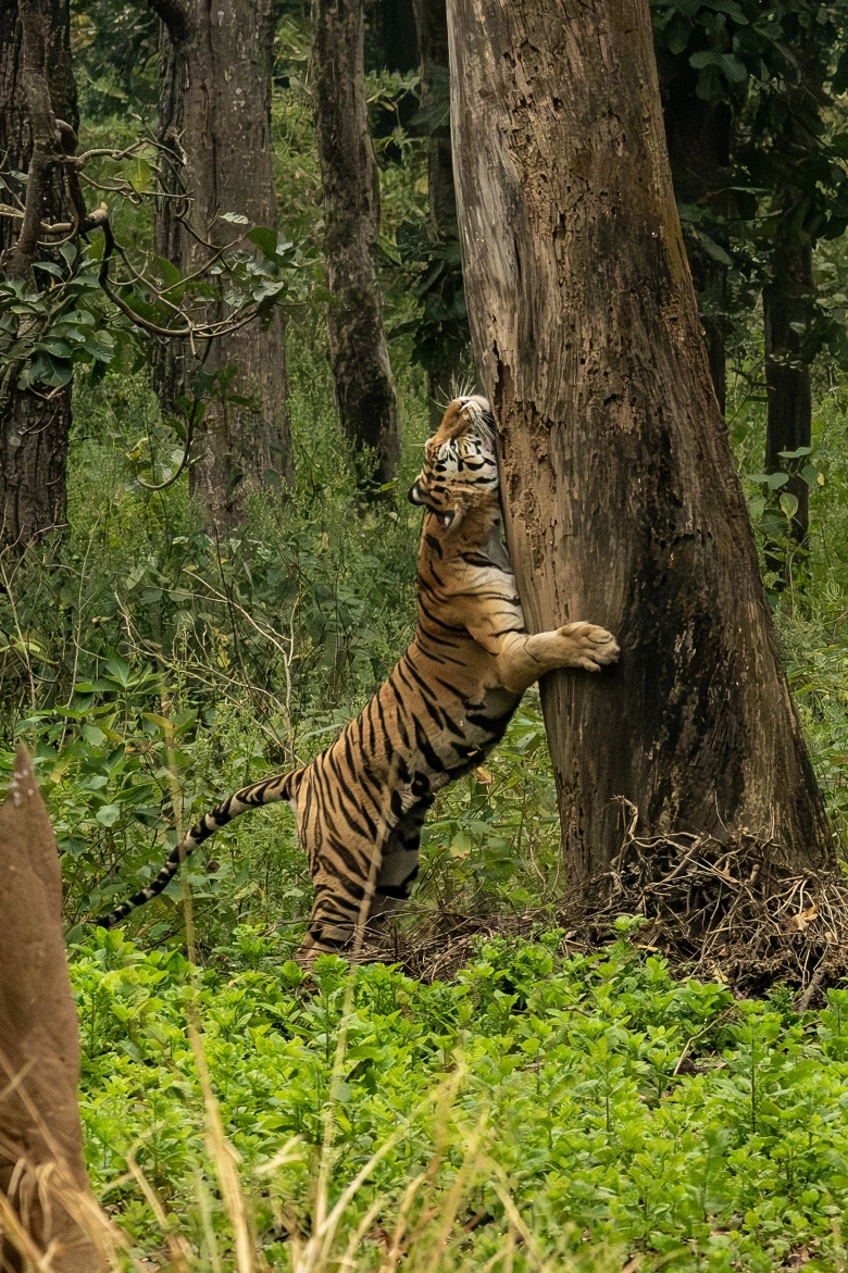 Tiger scratching tree