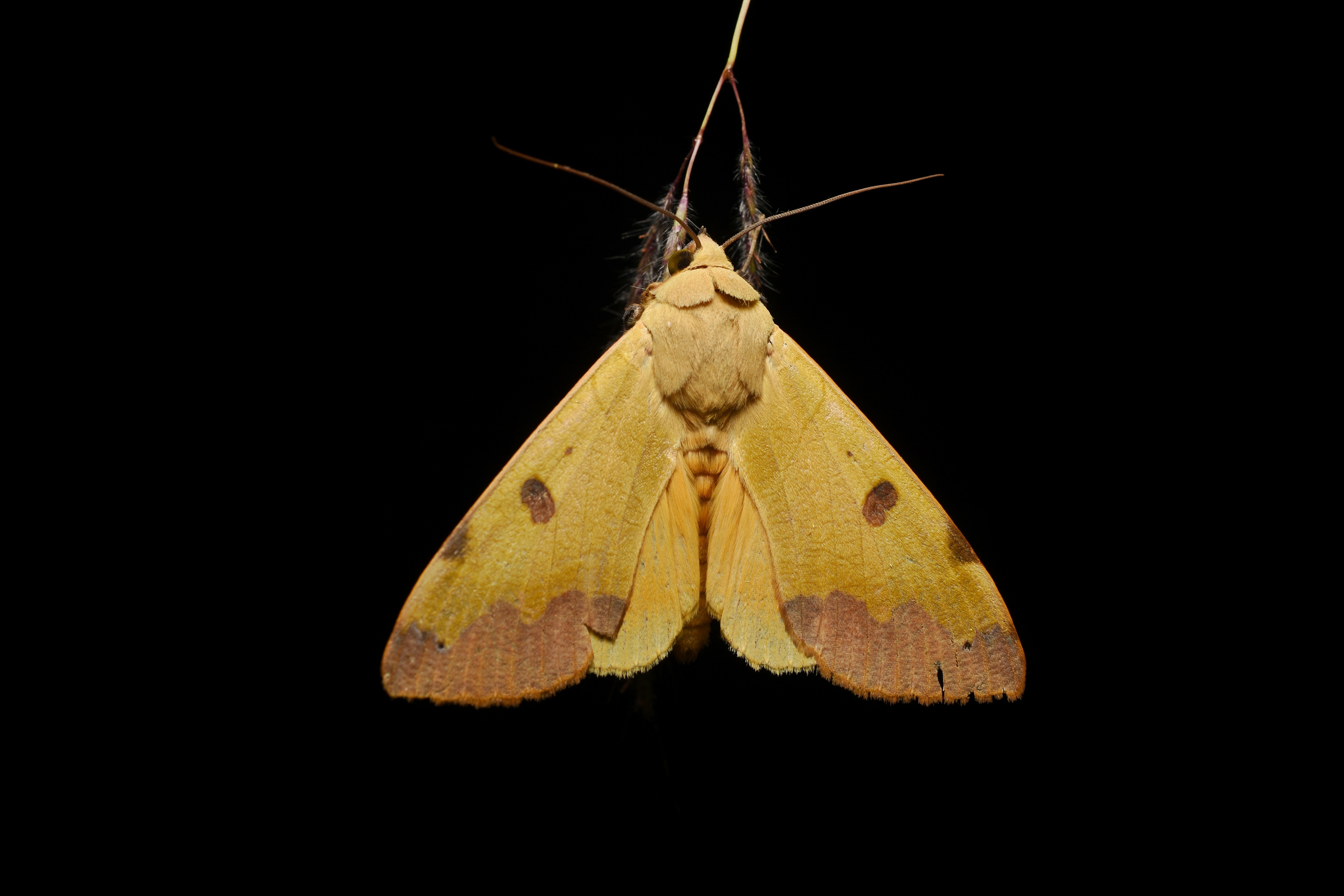 Green Drab Moth